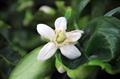 Citrus maxima